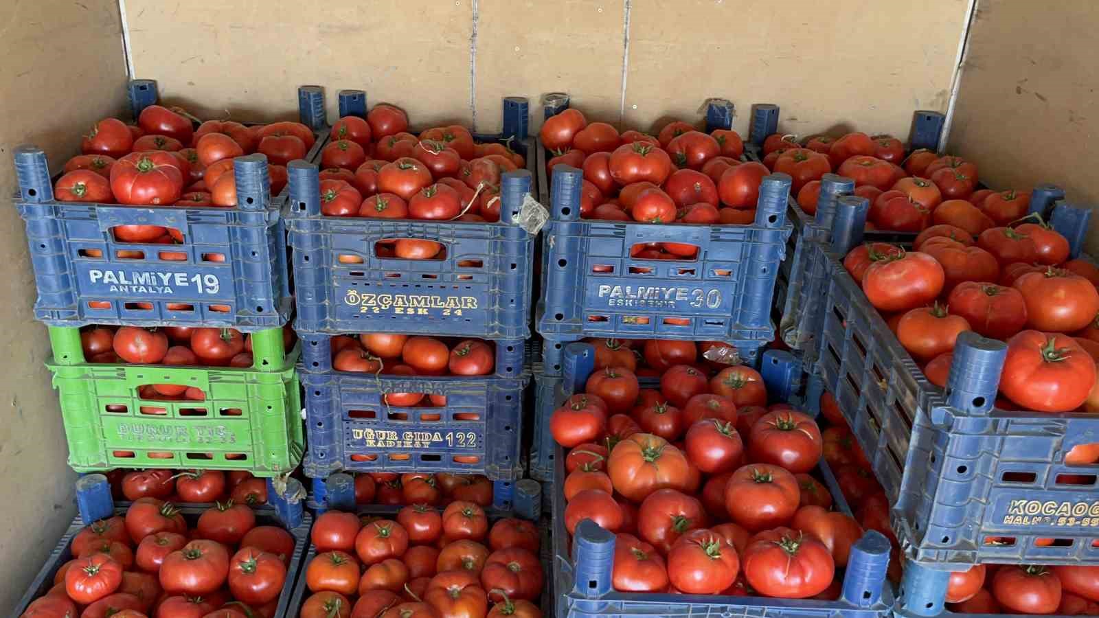 (ÖZEL) Domatese yağışlar yaradı sıcaklar ise yaktı