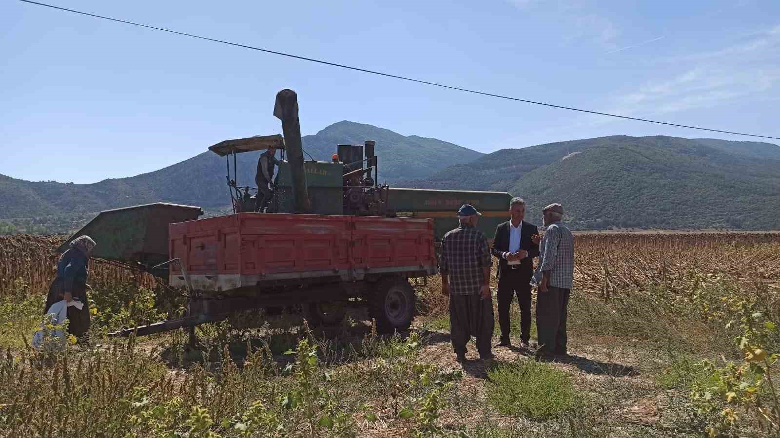 Yağlık ayçiçek üretimi rekor kırdı