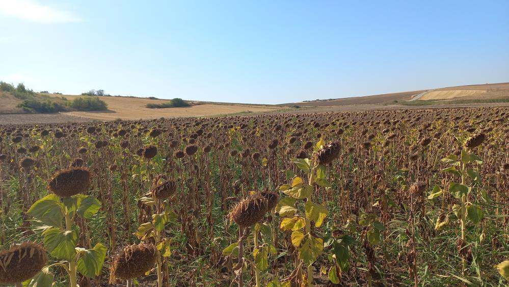 Kuraklık vurdu, ayçiçekleri bücür kaldı