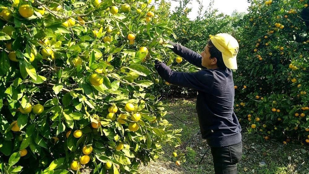 Erzin'de üreticiler narenciyeyi toplayacak işçi bulamamaktan dertli