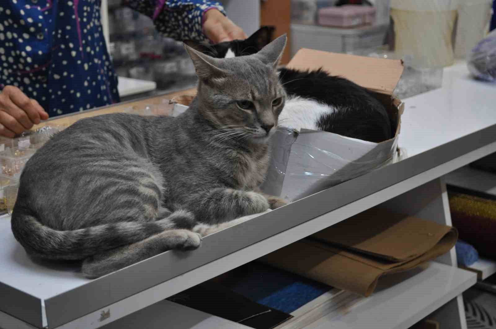 Eskişehir’de çarşı içindeki dükkanda beslenen kedilerin zehirlenerek öldürüldüğü iddia edildi