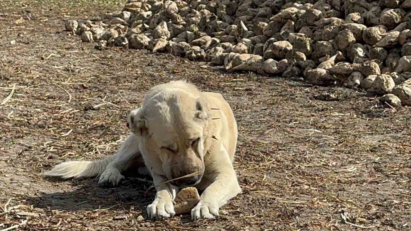 Bu köpek günde 4 kilogram pancar yiyor