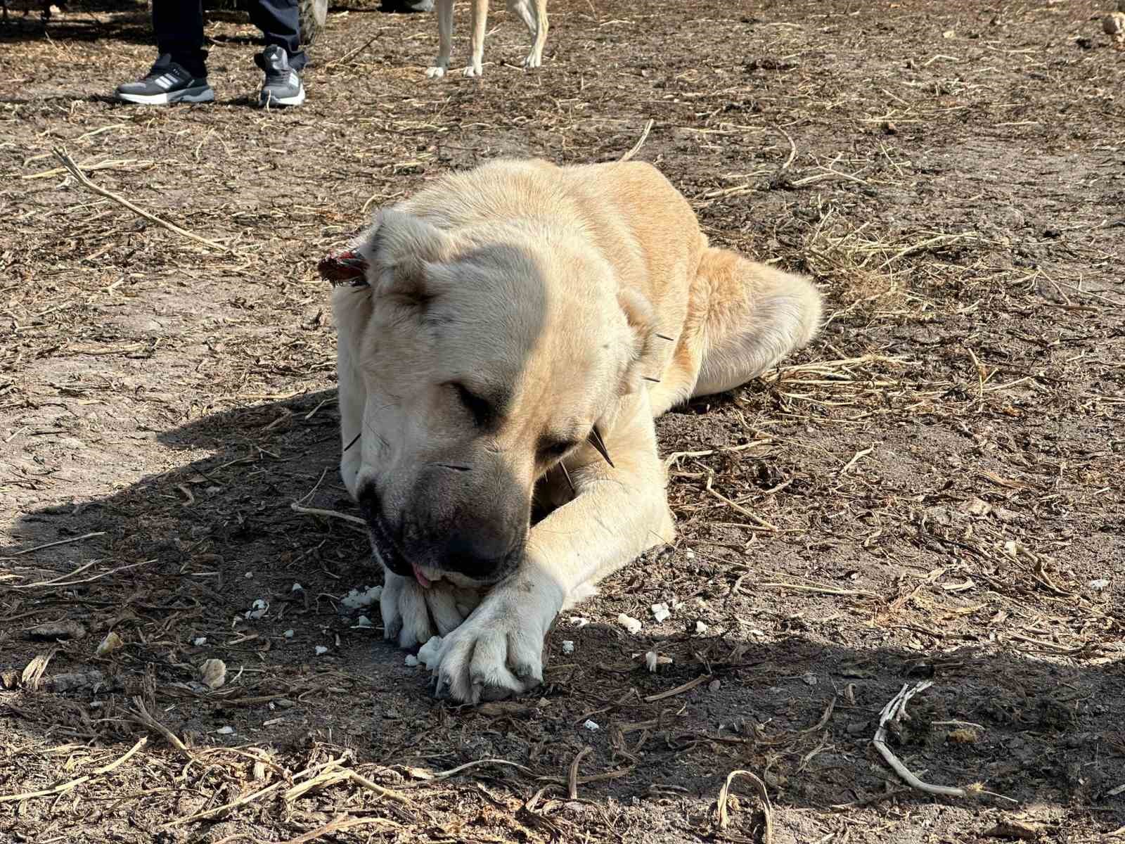 Bu köpek günde 4 kilogram pancar yiyor