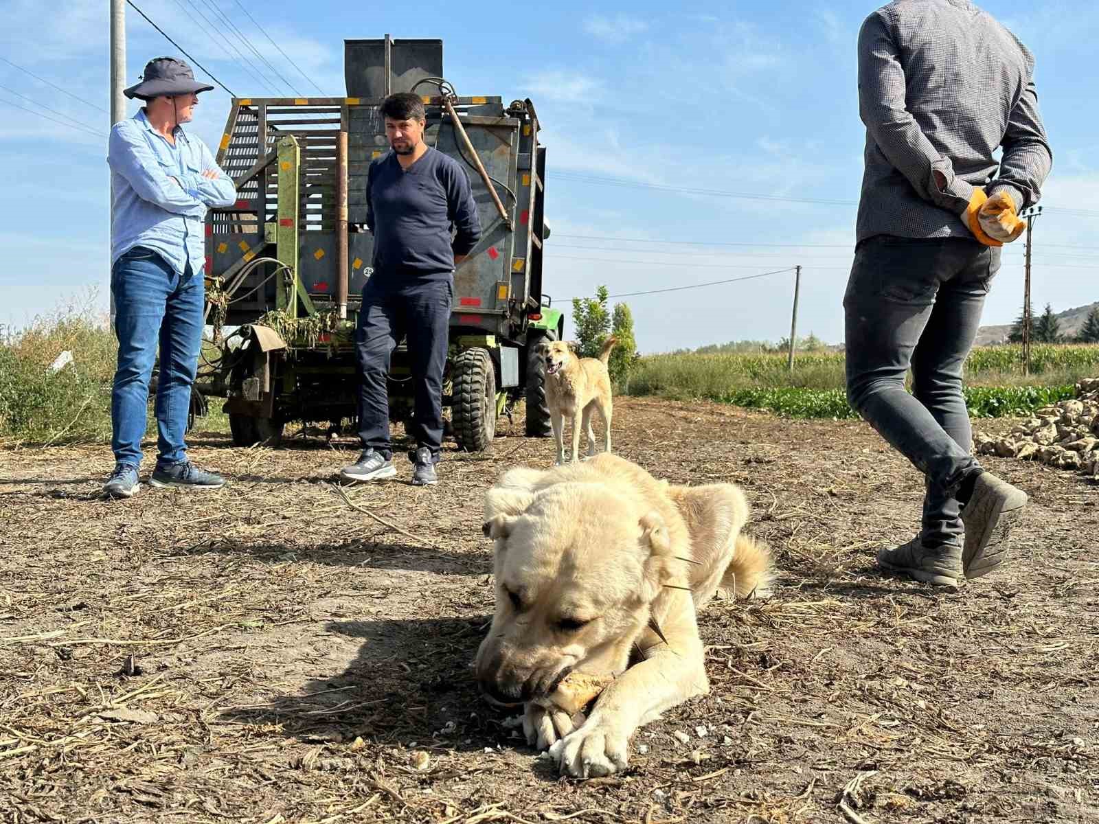 Bu köpek günde 4 kilogram pancar yiyor