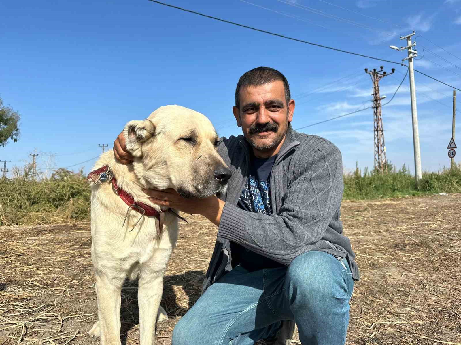 Bu köpek günde 4 kilogram pancar yiyor