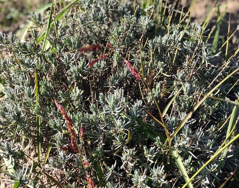 Emet’te çiftçi toplantısı