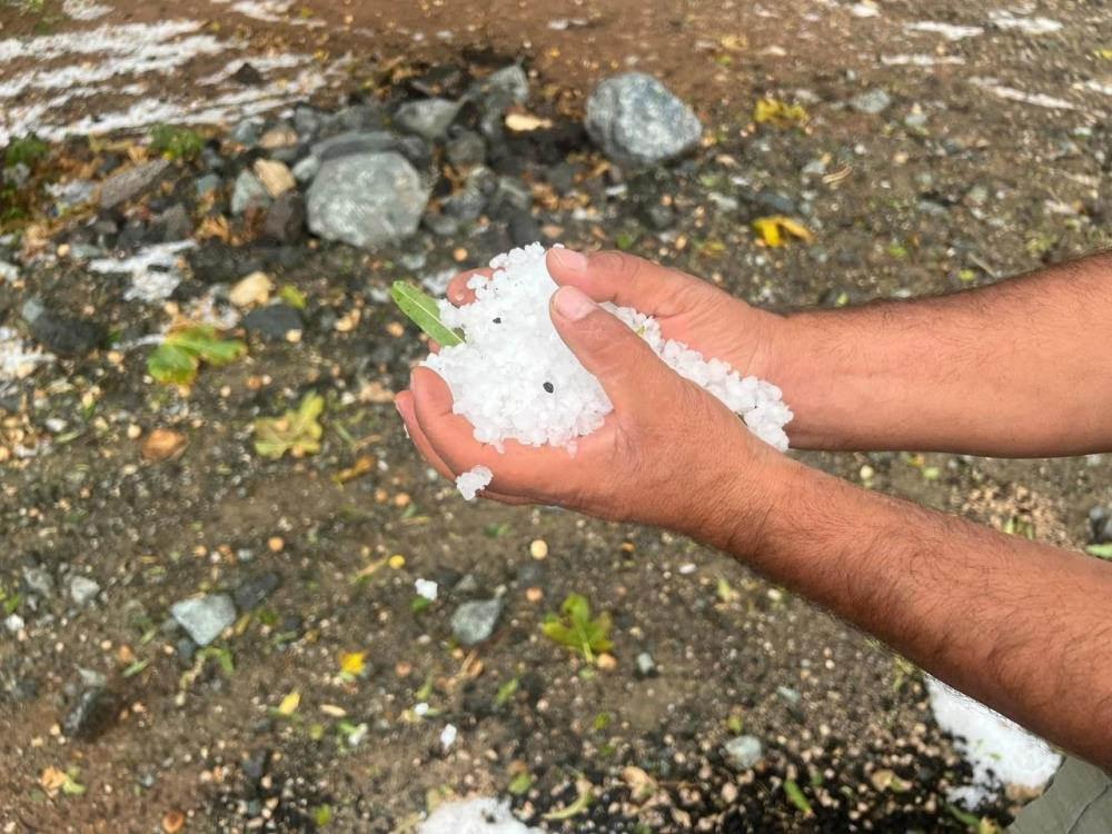 Dolu yağışı zeytin ağaçlarına zarar verdi