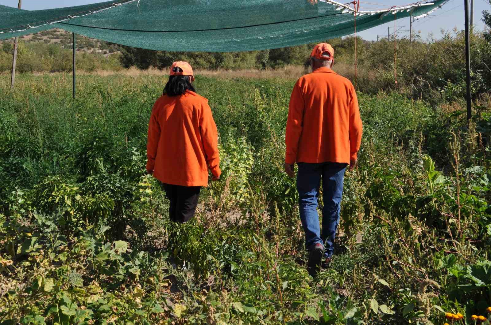 (ÖZEL) Ata tohumu ile sağlıksız gıda üretimine savaş açtılar