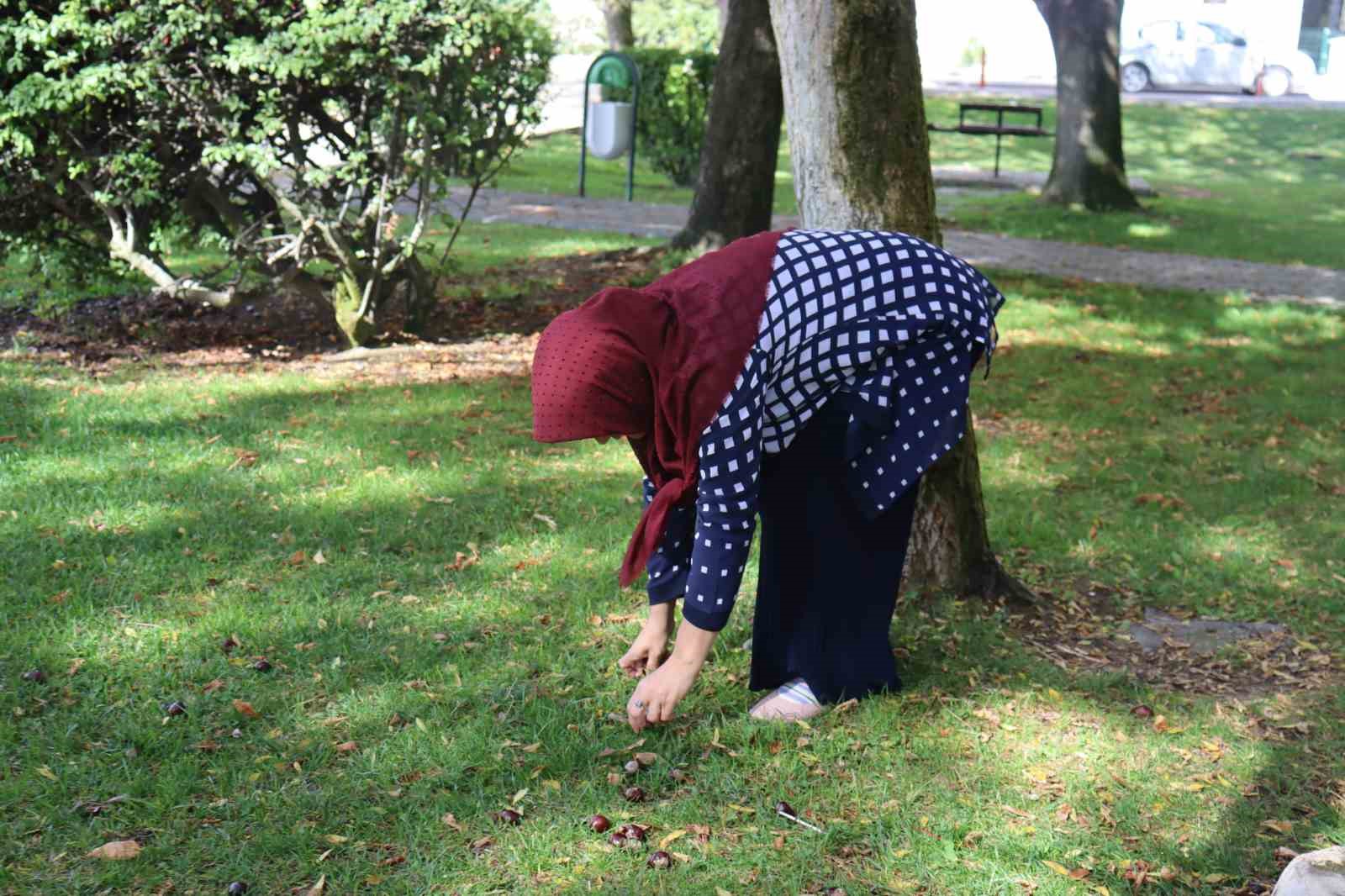 Parklarda bolca bulunmaya başlanan at kestanelerine dikkat