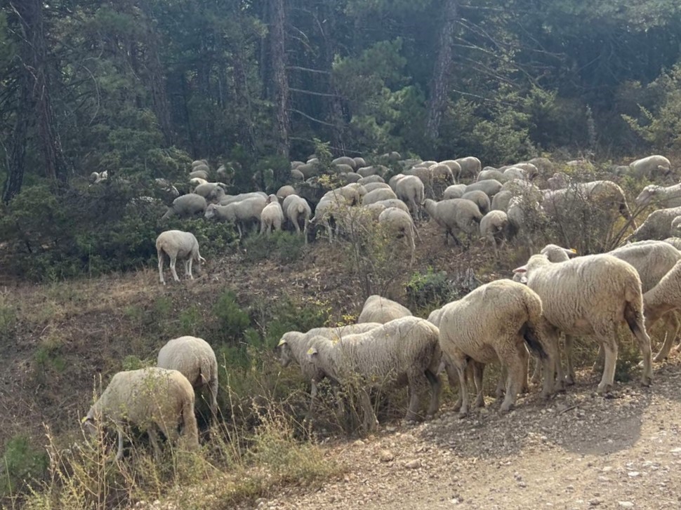 Kaybolan küçükbaş hayvan sürüsü, jandarma ekiplerince bulundu