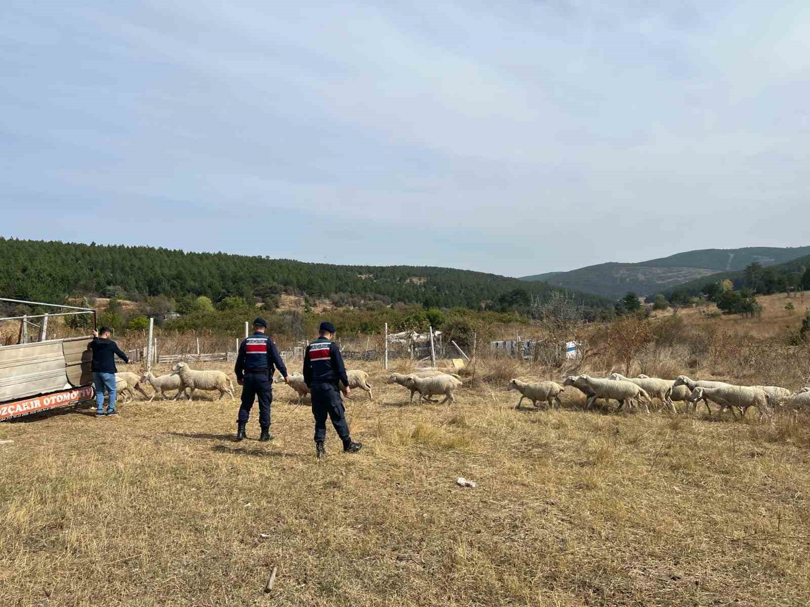 Kaybolan küçükbaş hayvan sürüsü, jandarma ekiplerince bulundu