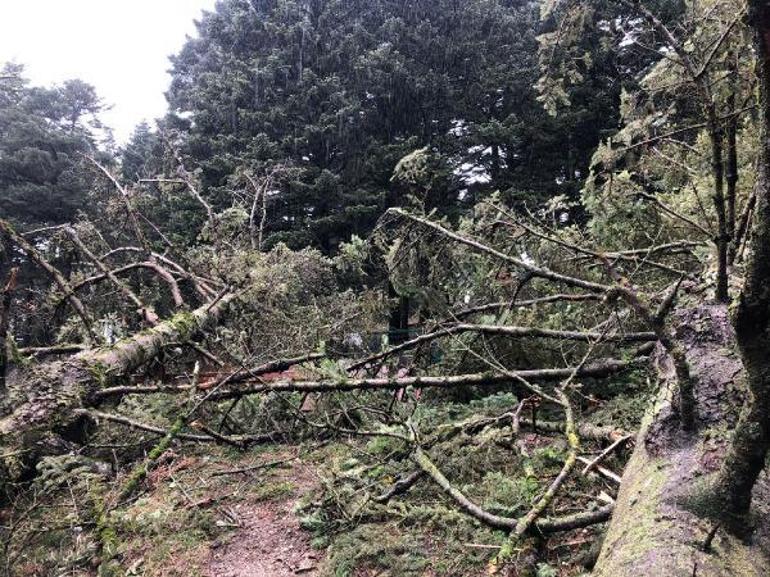 Bolu’da kuvvetli rüzgar; tabiat parkındaki ağaçlar devrildi