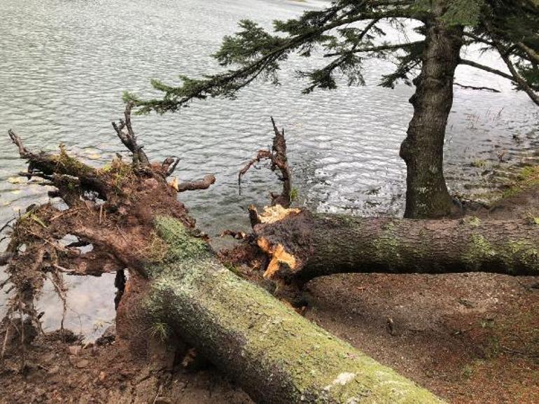 Bolu’da kuvvetli rüzgar; tabiat parkındaki ağaçlar devrildi