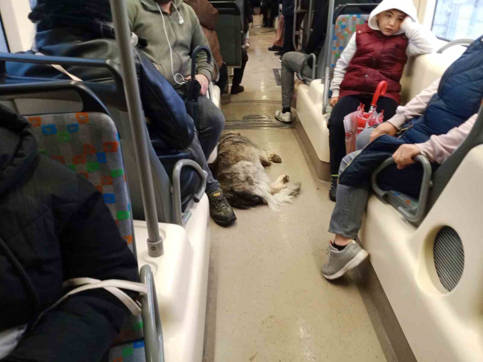 Dışarıda üşüyen köpek tramvaya sığındı