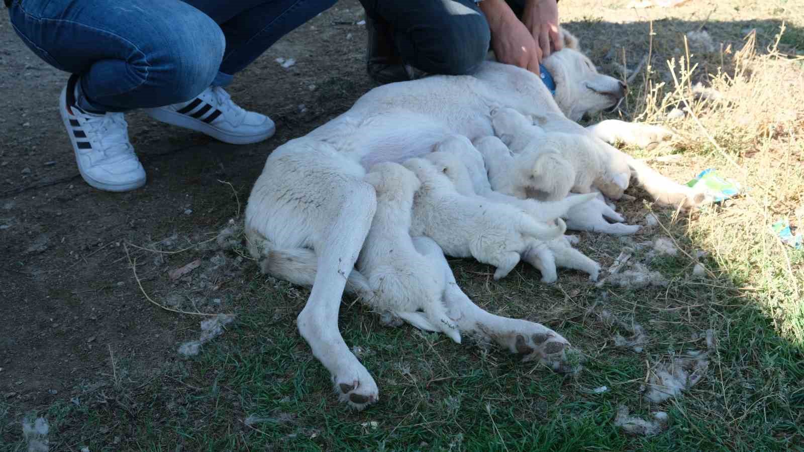 (ÖZEL) Annesiz kalan yavruları başka bir Akbaş cinsi köpek sahiplendi