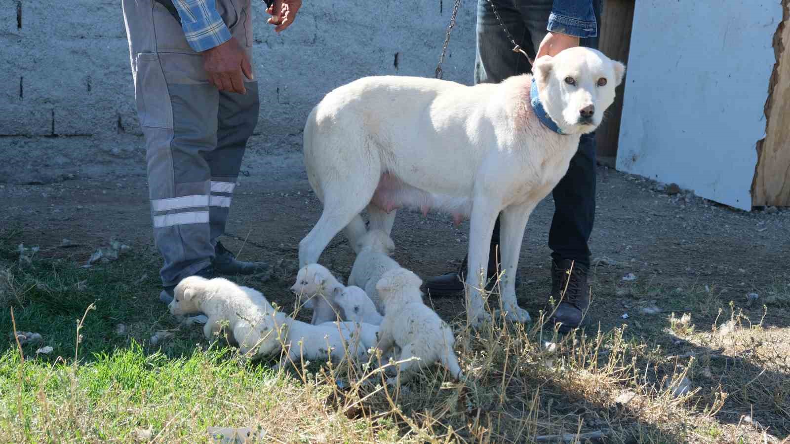 (ÖZEL) Annesiz kalan yavruları başka bir Akbaş cinsi köpek sahiplendi