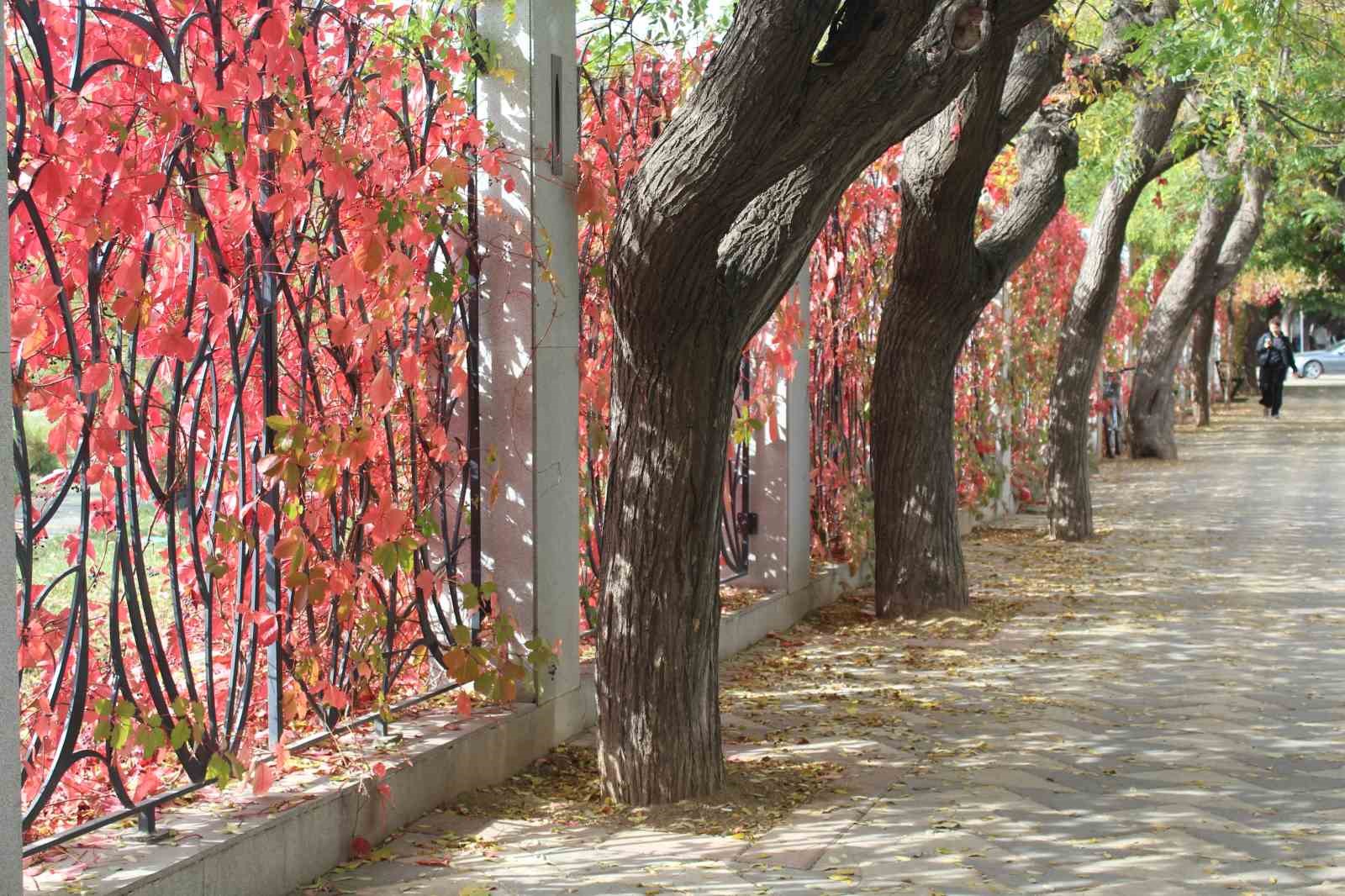 Eskişehir’de renkli yaprakların uyumlu görüntüsü dikkat çekiyor