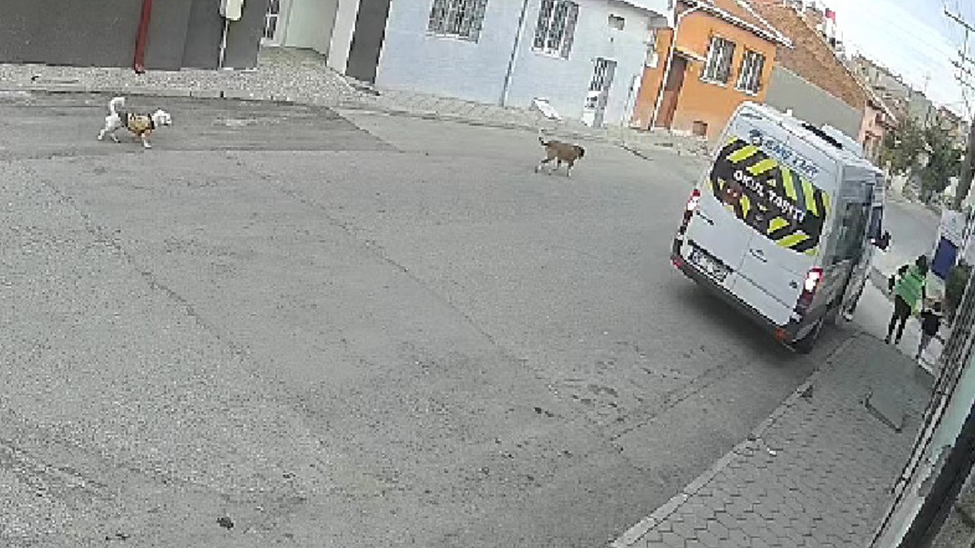 (ÖZEL) Servis minibüsü yolda duran köpeği ezip kaçtı