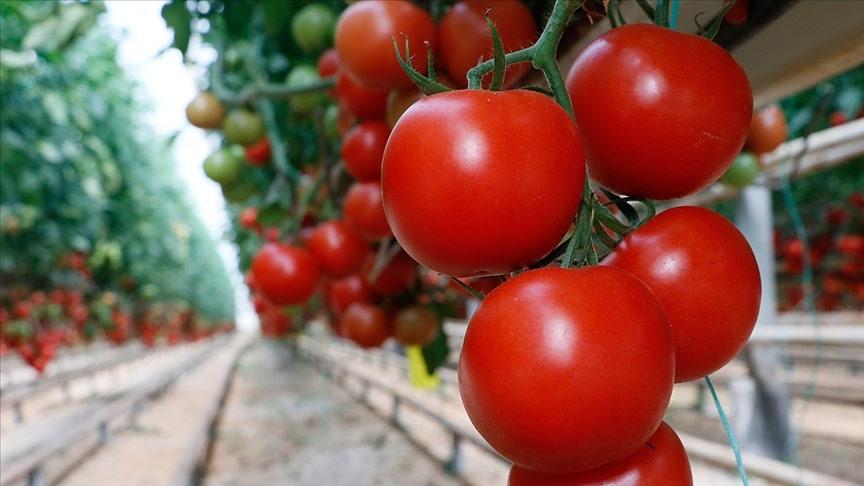 5 aylık hasat döneminde rekor: 500 ton domates üretildi!