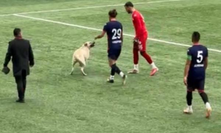 Ardahan'da sahaya köpekler girince hakem maçı durdurdu