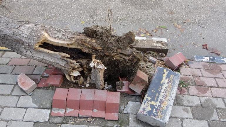 Edirne’de lodosun devirdiği ağaç otomobile hasar verdi