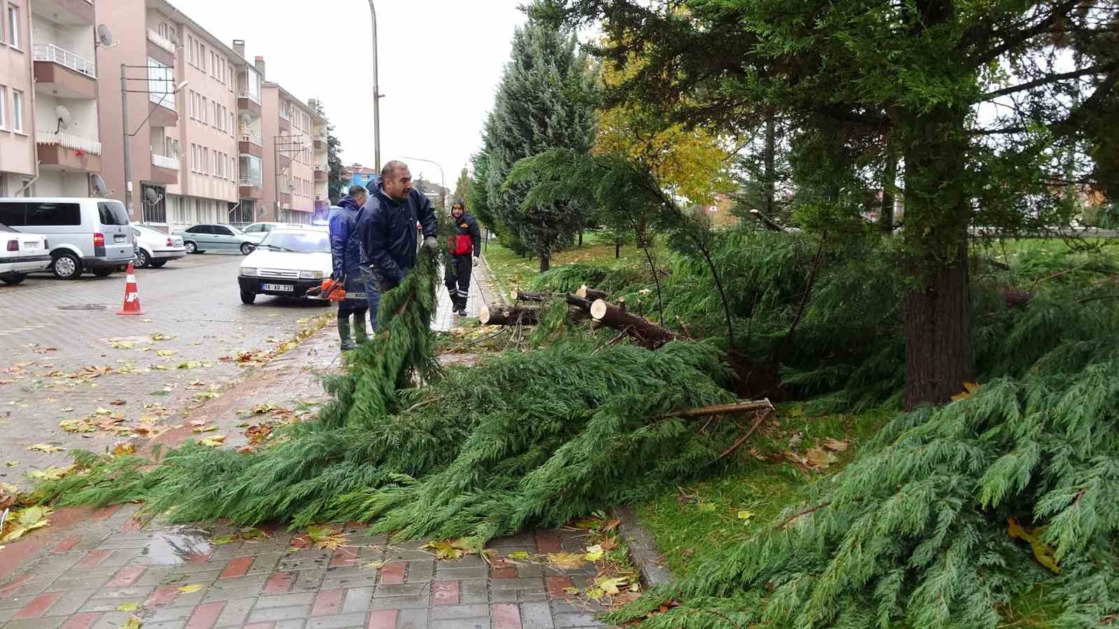 Tavşanlı’da rüzgar ağaç devirdi