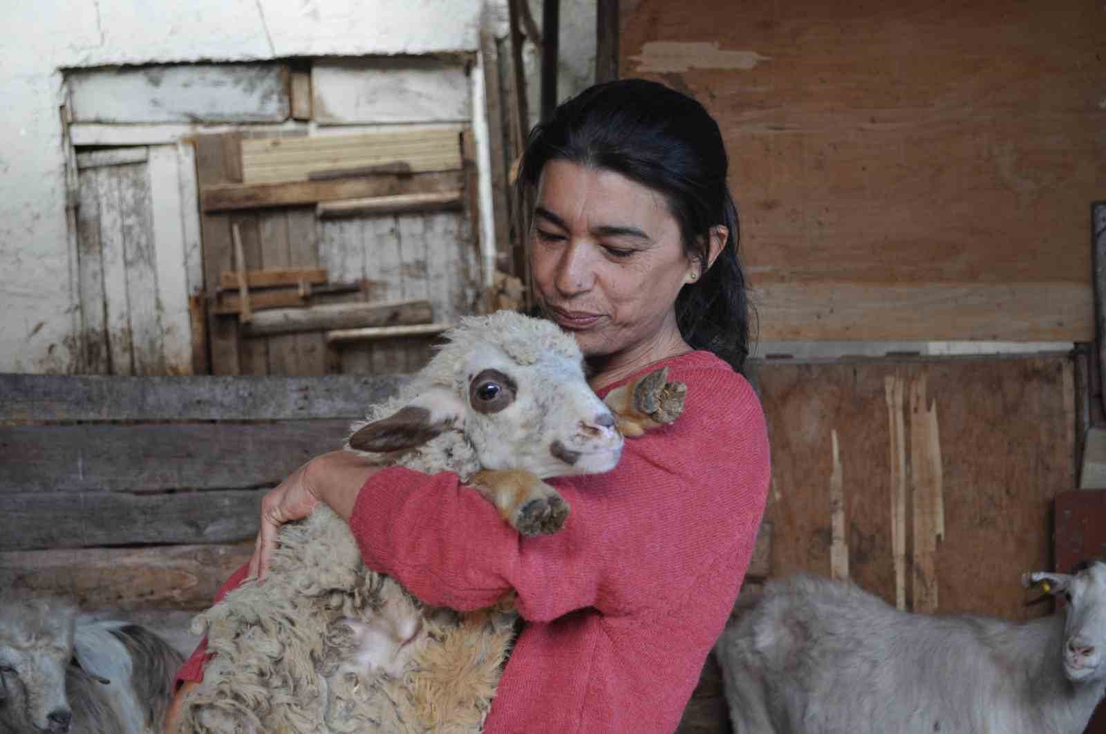 Anne şefkatiyle 60 adet hayvanla kendi başına ilgileniyor