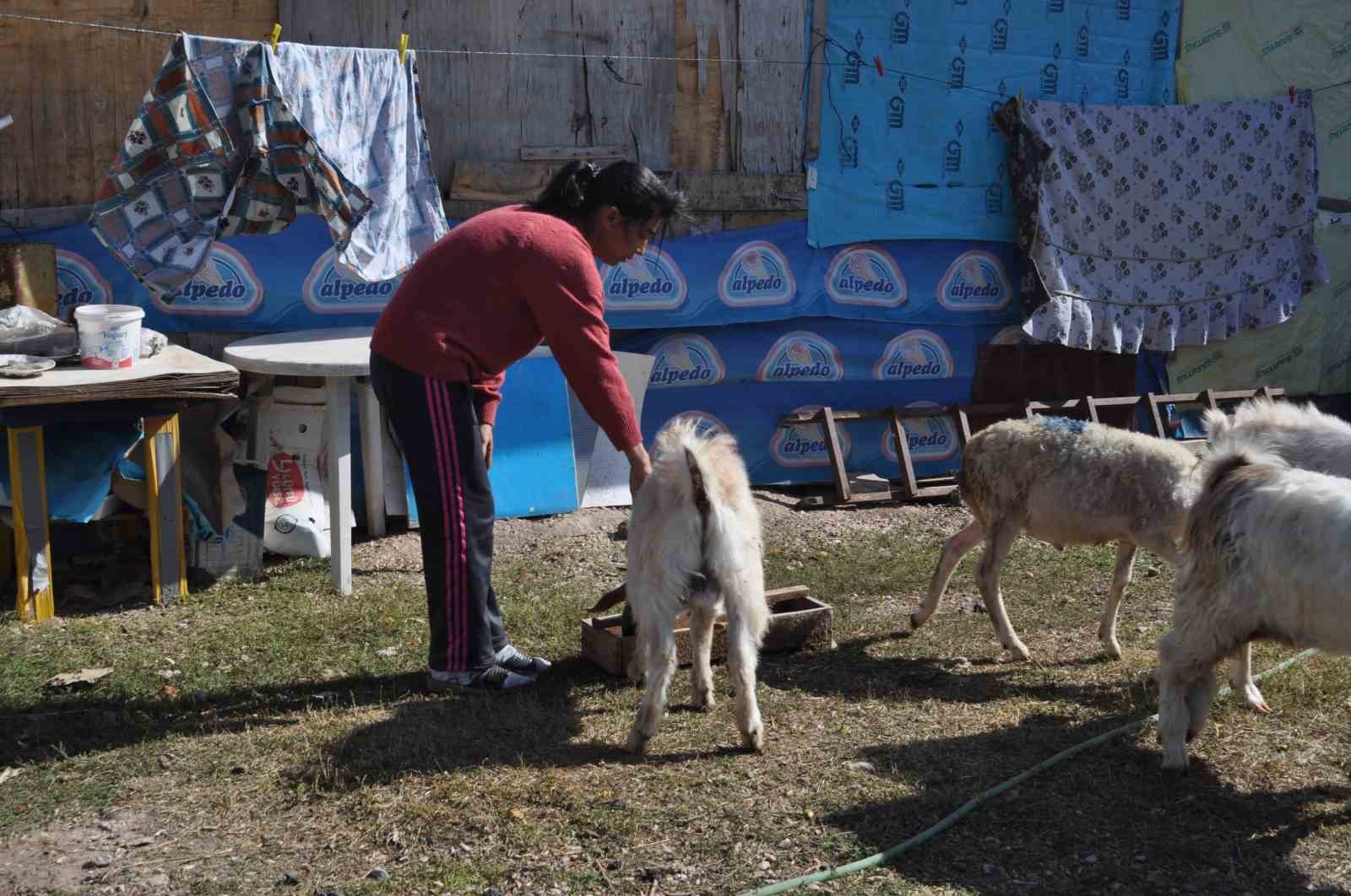 Anne şefkatiyle 60 adet hayvanla kendi başına ilgileniyor