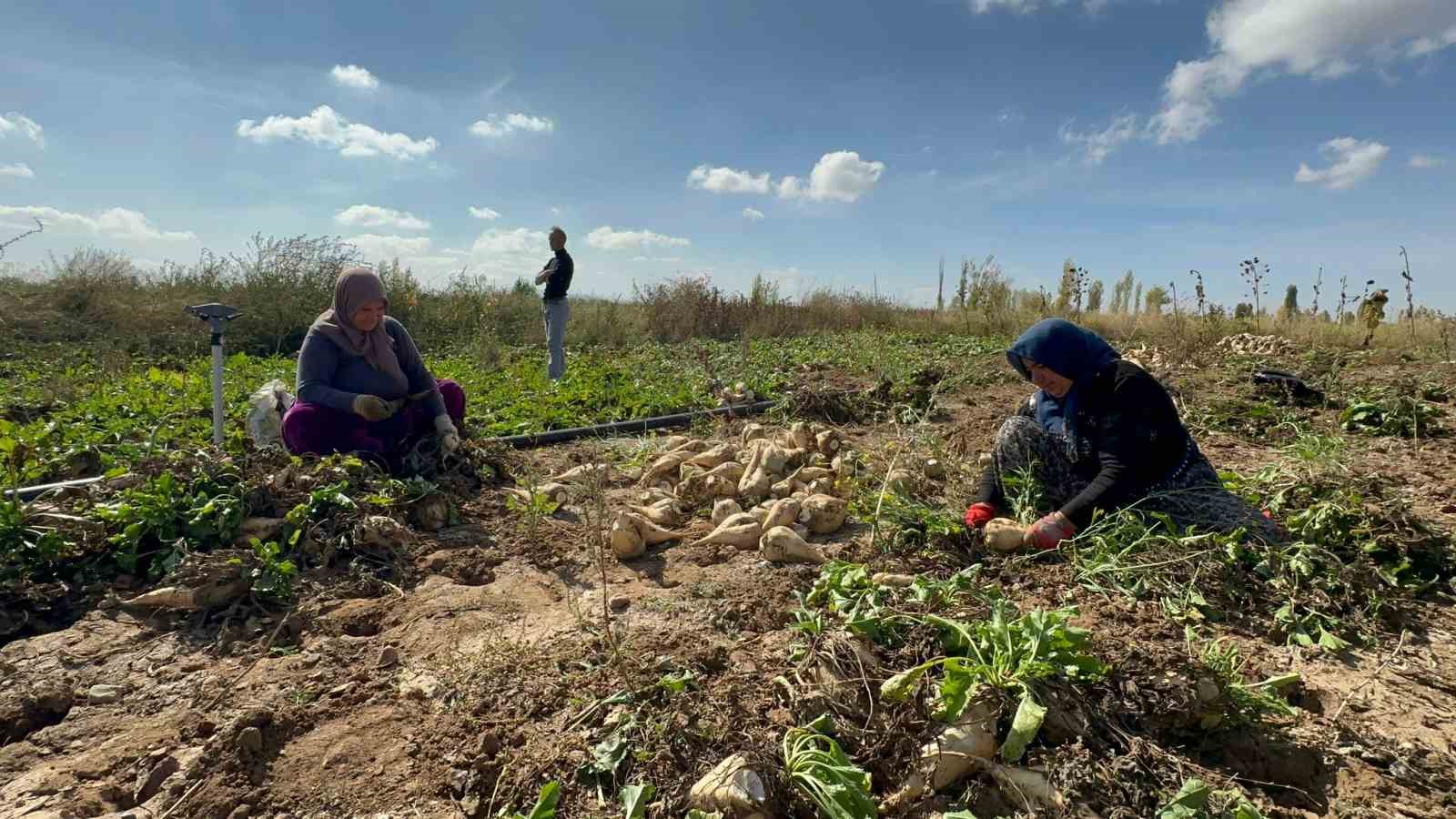 Afyonkarahisar’da pancar söküm sezonu sürüyor