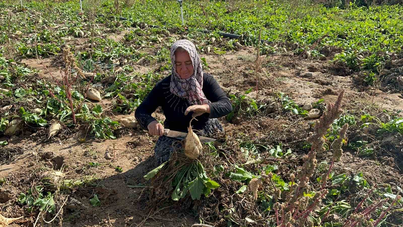 Afyonkarahisar’da pancar söküm sezonu sürüyor