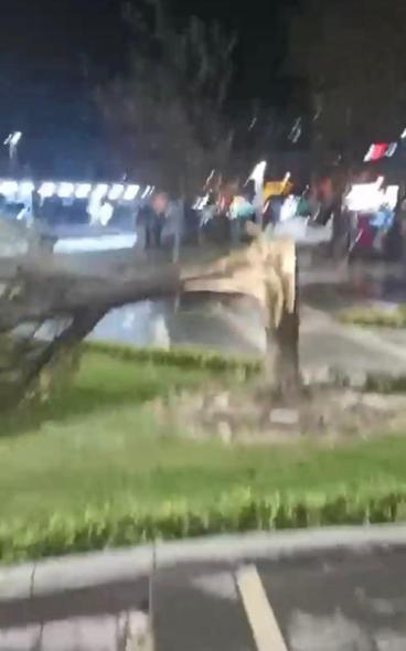 Bursa'da lodos etkili oldu; ağaçlar devrildi, uçan çatı parçası otomobilin üzerine düştü
