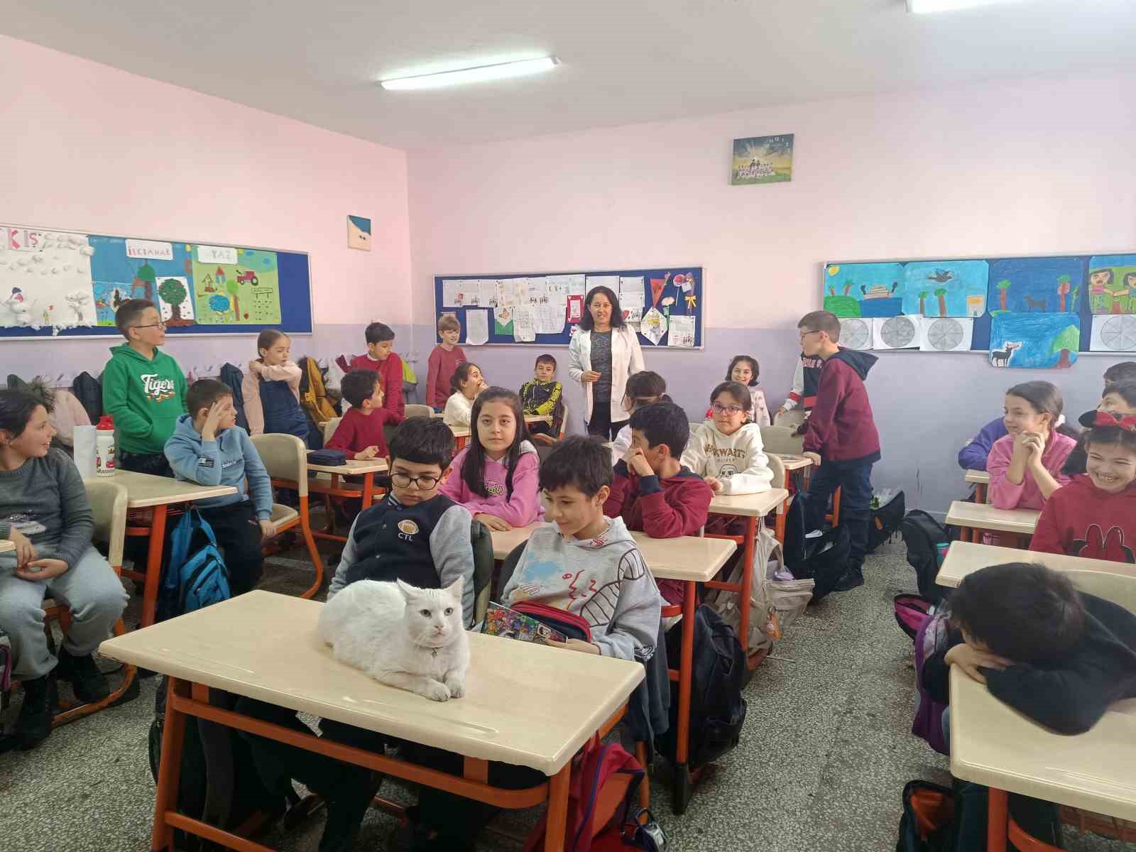 Okullu kedi Çakıl 6 yıldır öğrencilerle birlikte derslere giriyor