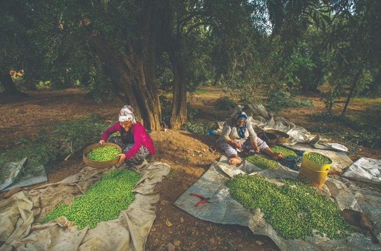 Türkiye'nin geleneksel zeytin yetiştiriciliği, UNESCO'ya alındı