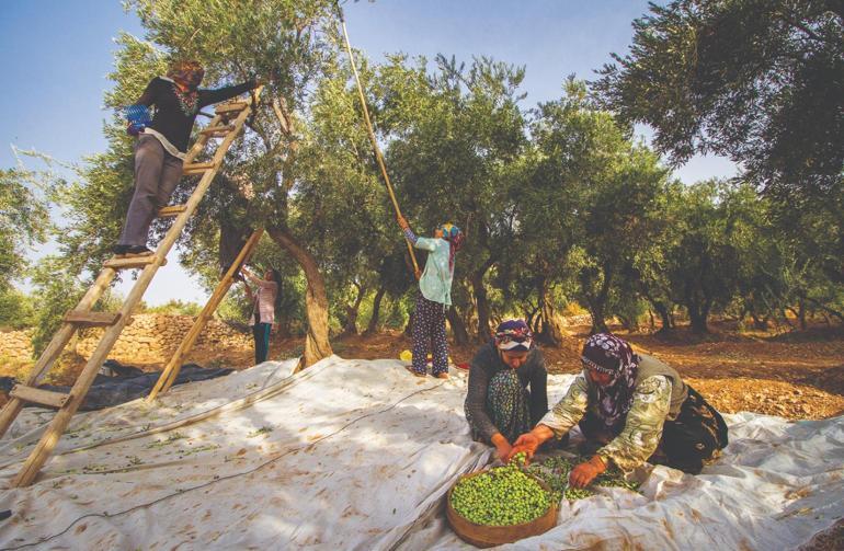 Türkiye'nin geleneksel zeytin yetiştiriciliği, UNESCO'ya alındı
