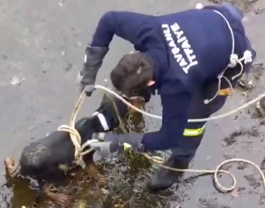 Baraja düşen köpek itfaiye erlerince kurtarıldı