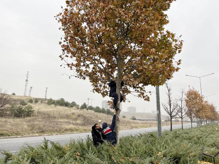 Kavşak projesi iptal edilen yolda ölen Gamze'nin çantası, ağaçta bulundu
