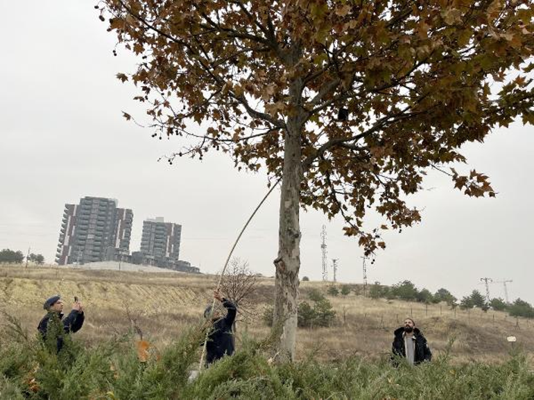 Kavşak projesi iptal edilen yolda ölen Gamze'nin çantası, ağaçta bulundu