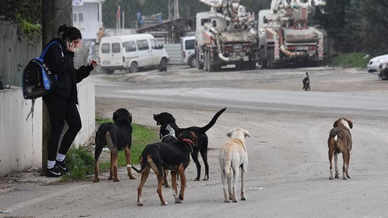 Ankara Valiliği'nden belediyelere 'sokak hayvanları' talimatı