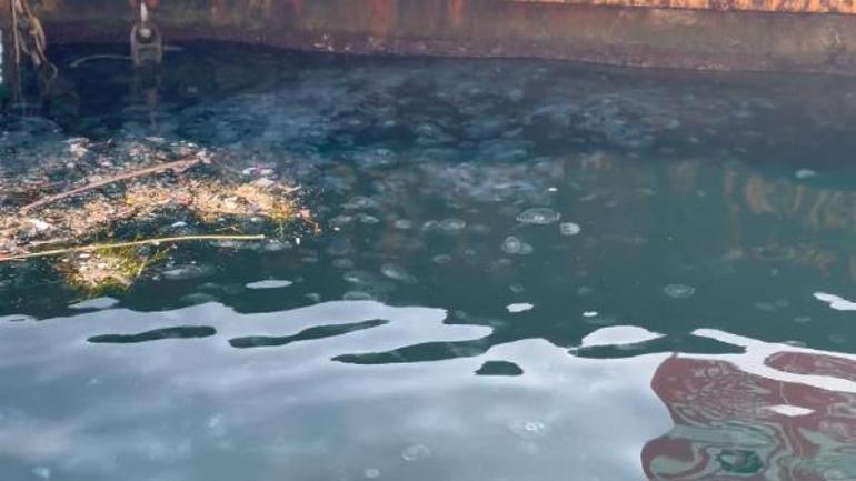 Marmara Denizi'nin sessiz çığlığı denizanaları; asıl stok suyun altında