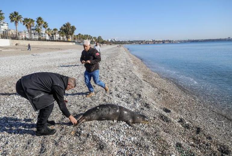 Antalya'nın Konyaaltı sahili açıklarında ölü yavru Akdeniz foku bulundu