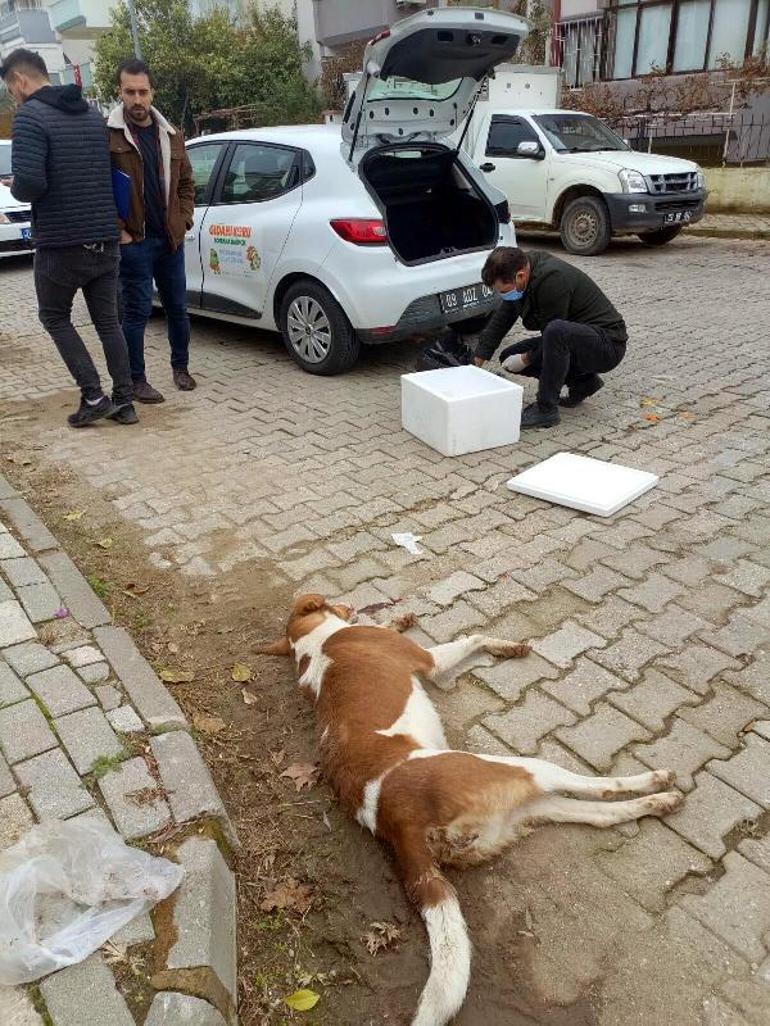 Aydın'da zehirlenen köpek sayısı 30'a çıktı; 3 de ölü tilki bulundu