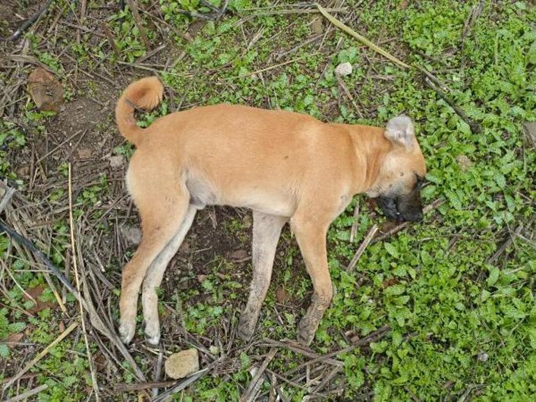 Aydın'da zehirlenen köpek sayısı 30'a çıktı; 3 de ölü tilki bulundu