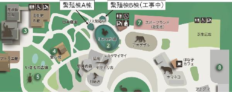 Japonya’daki hayvanat bahçesinde ilaçlama sonrası 31 sincap öldü