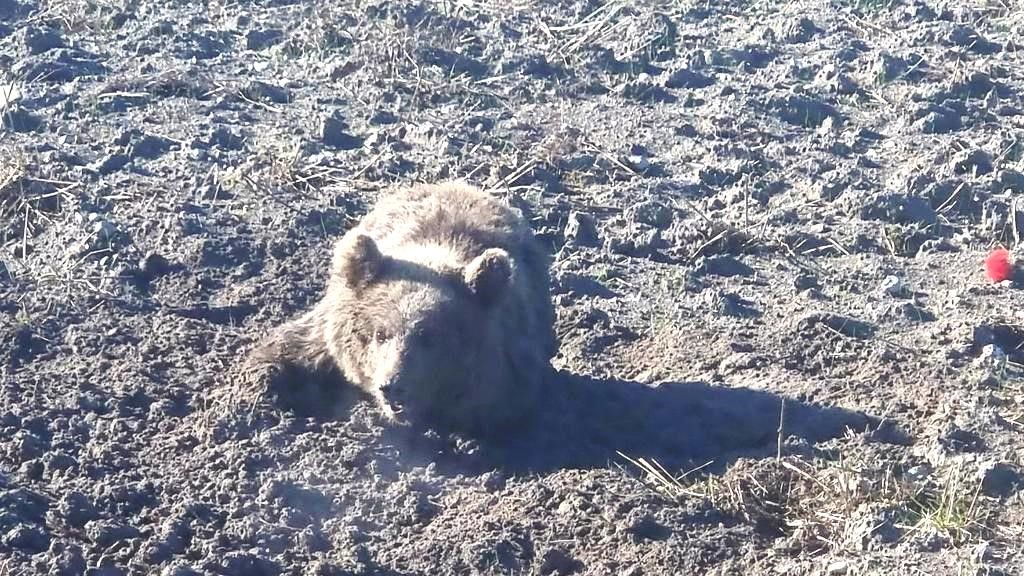 Domaniç’te yaralı halde bulunan yavru ayı tedavi altına alındı