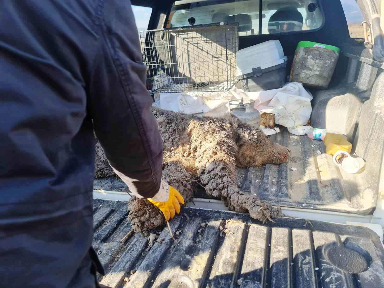 Domaniç’te yaralı halde bulunan yavru ayı tedavi altına alındı