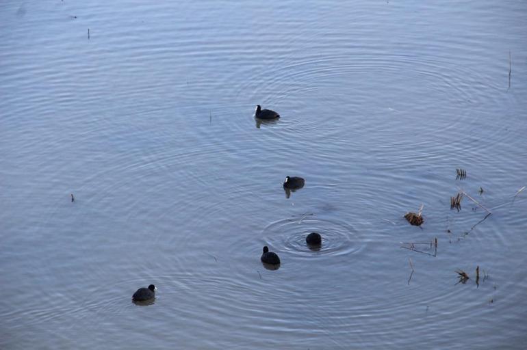 Efteni Gölü'nde ilk kez ak kuyruklu kartal görüldü