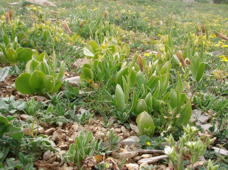 Mersin'de keşfettiği bitkiye ismi verildi: Fritillaria Nevzatcaglari