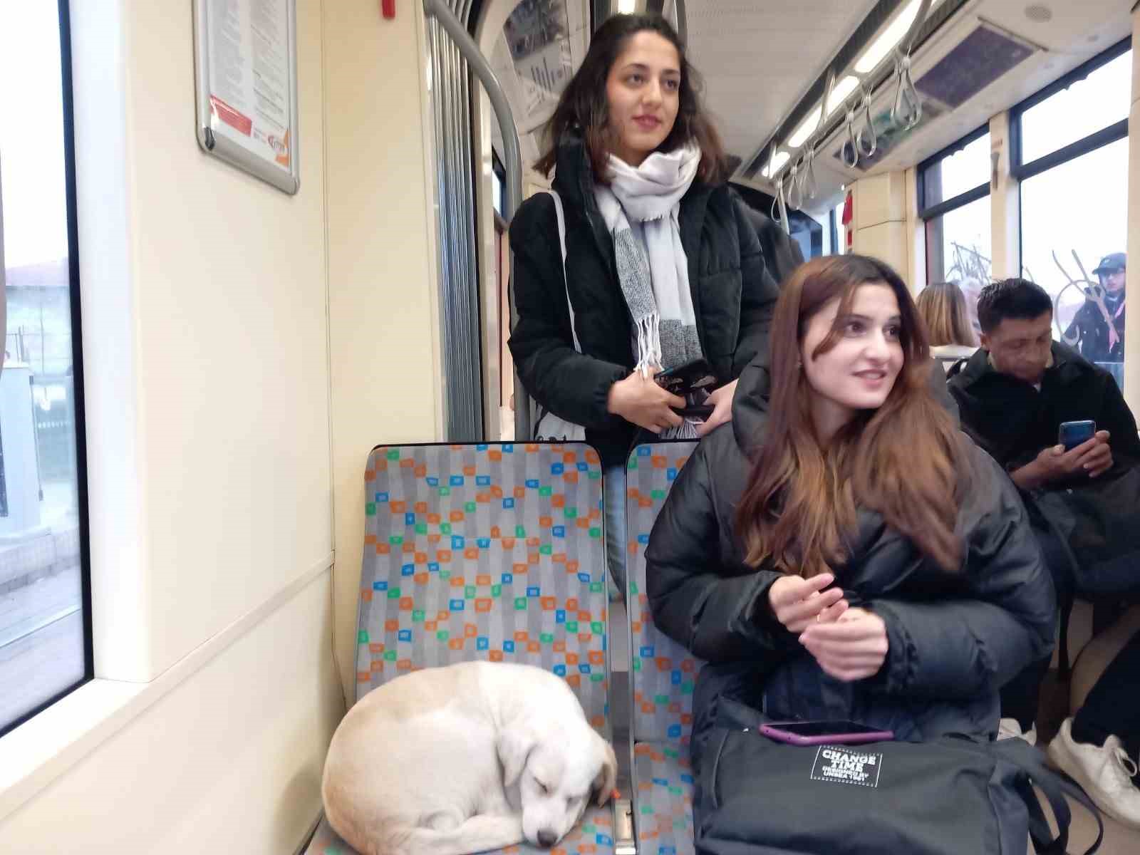 Soğukta üşüyen köpek sıcak tramvaya sığındı