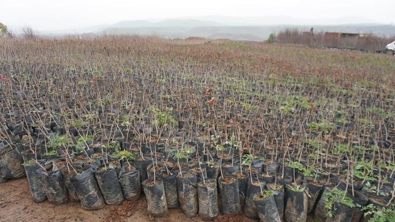 Bakan Yumaklı: Siirt'te fıstık üretimi son 6 yılda 3 kat arttı