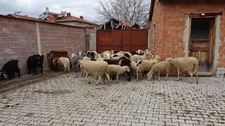 Kütahya'da sokak köpekleri 22 koyunu öldürdü